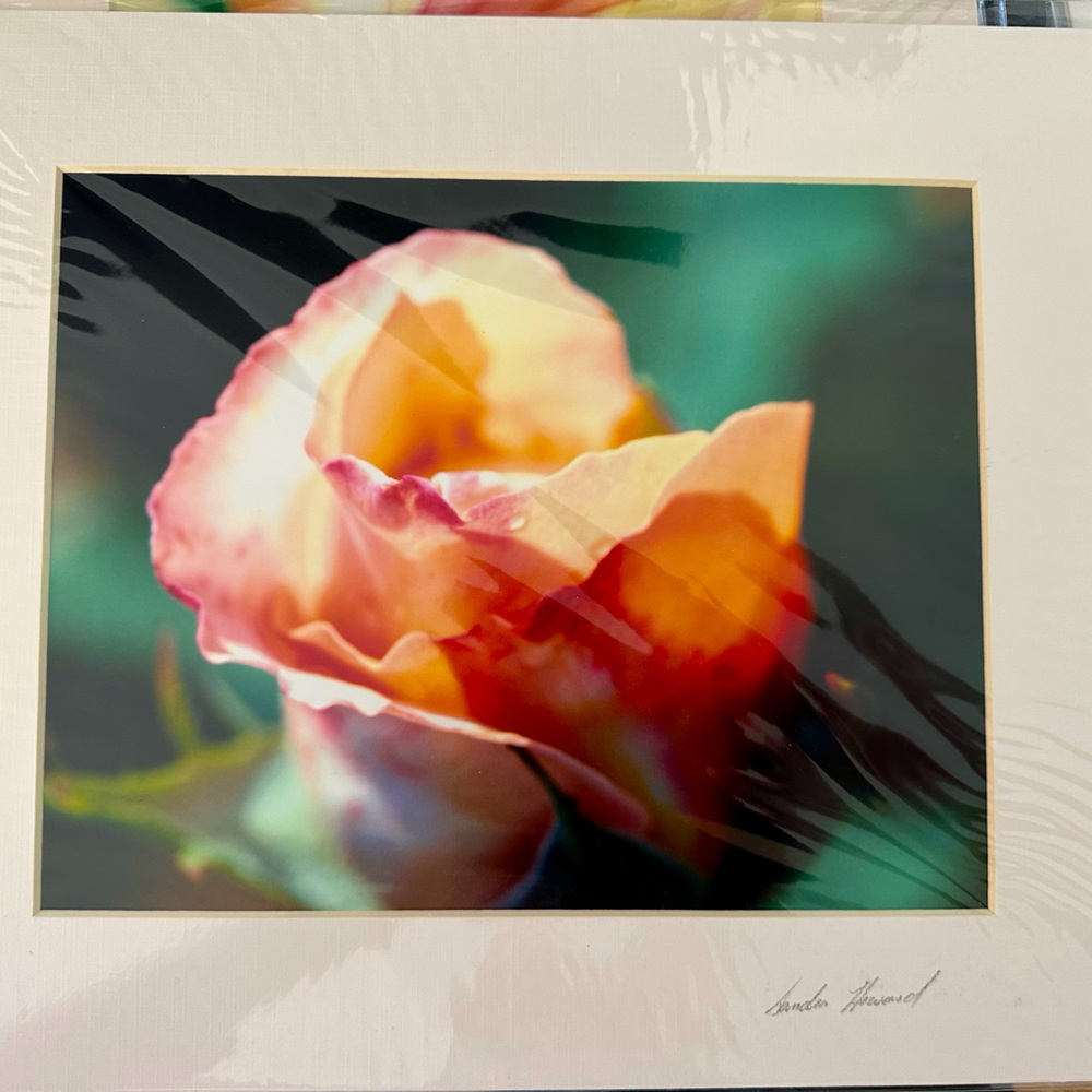 Set of Flowers- Photographers prints